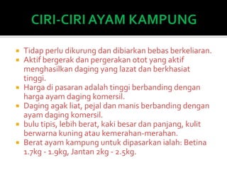  Tidap perlu dikurung dan dibiarkan bebas berkeliaran.
 Aktif bergerak dan pergerakan otot yang aktif
menghasilkan daging yang lazat dan berkhasiat
tinggi.
 Harga di pasaran adalah tinggi berbanding dengan
harga ayam daging komersil.
 Daging agak liat, pejal dan manis berbanding dengan
ayam daging komersil.
 bulu tipis, lebih berat, kaki besar dan panjang, kulit
berwarna kuning atau kemerahan-merahan.
 Berat ayam kampung untuk dipasarkan ialah: Betina
1.7kg - 1.9kg, Jantan 2kg - 2.5kg.
 
