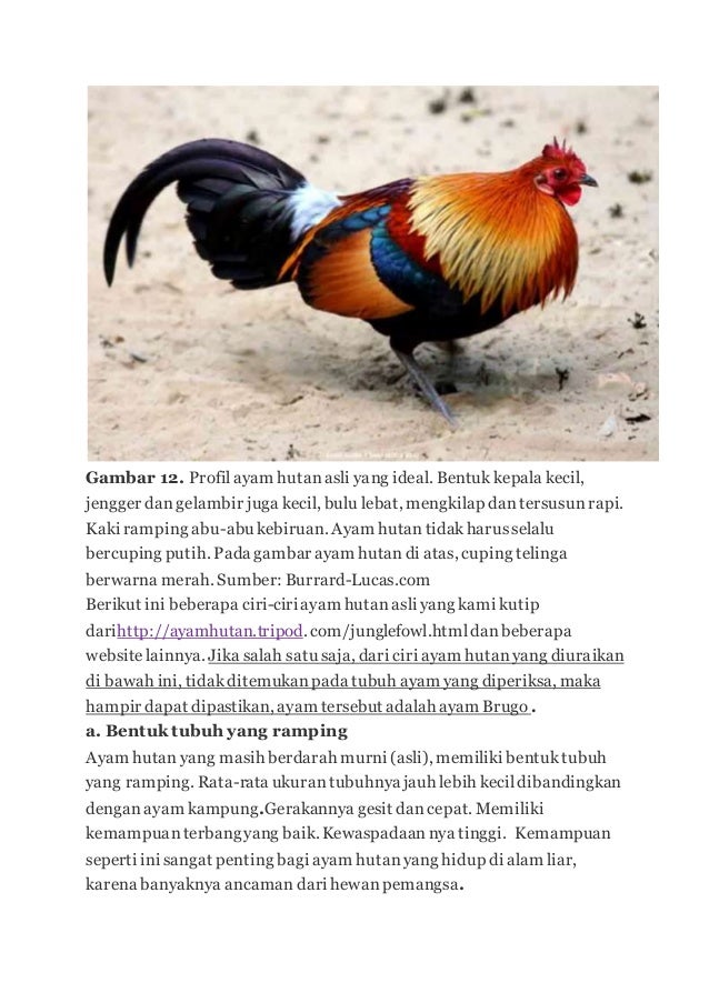 Ayam Hutan 2
