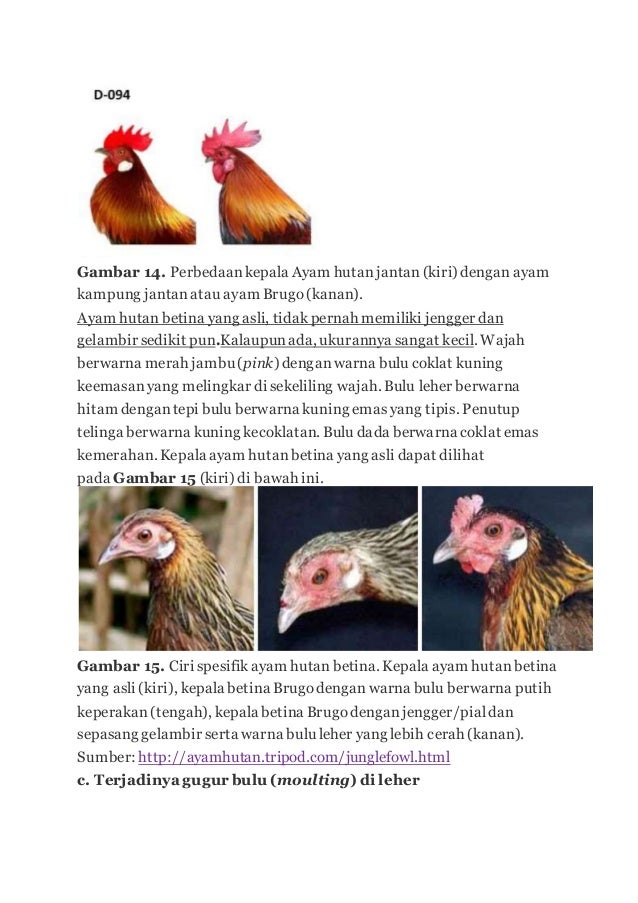 81+ Gambar Ayam Dan Ciri Cirinya Terbaik 81+ Gambar Ayam Dan Ciri Cirinya Terbaik