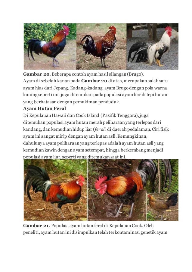 Ayam Hutan 2