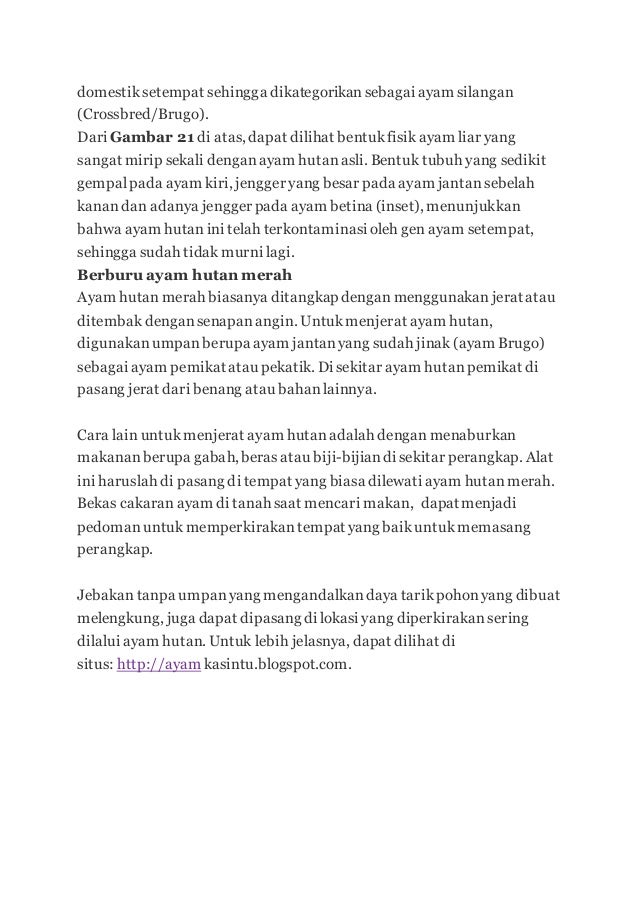 Ayam Hutan 2