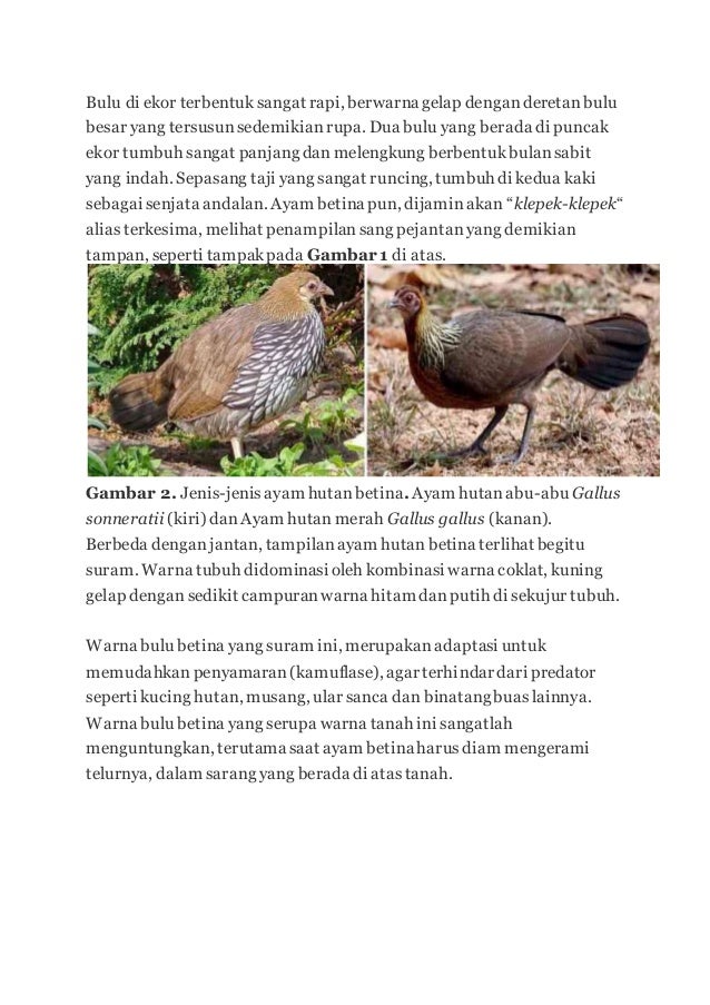 Ayam hutan  2