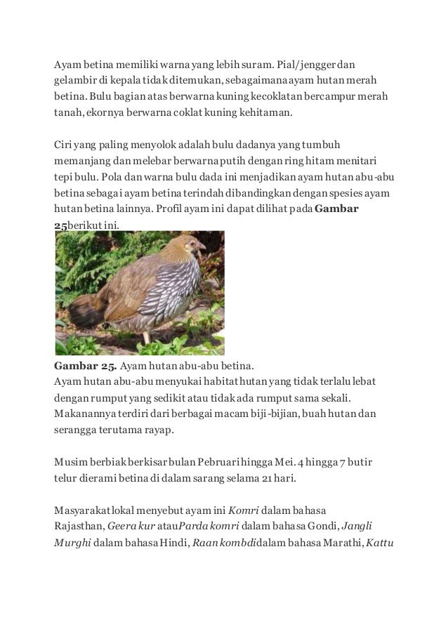 Ayam Hutan 2