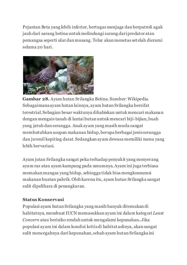 Ayam Hutan 2