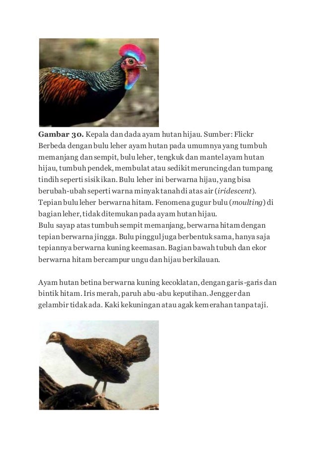 Ayam Hutan 2