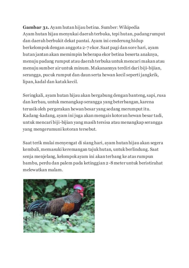 Ayam Hutan 2