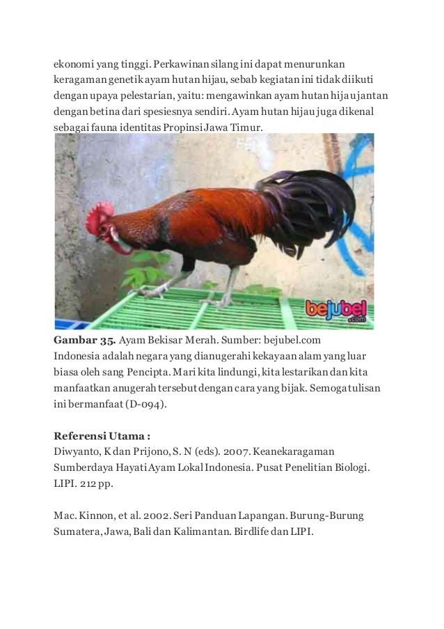 Ayam Hutan 2