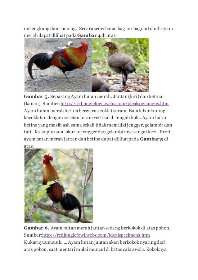 Ayam Hutan 2