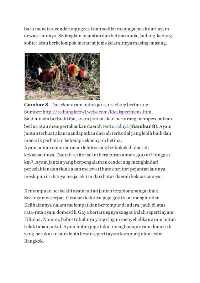 Ayam Hutan 2