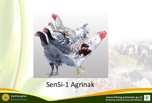 Ayam Unggul Balitbangtan Dan Perbibitan 31 Juli 2018