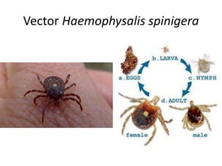 Vector Haemophysalis spinigera
 