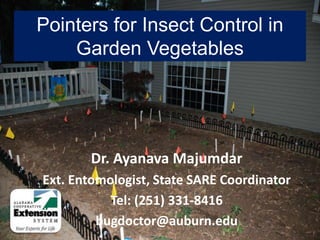 Pointers for Insect Control in Garden Vegetables Dr. Ayanava Majumdar Ext. Entomologist, State SARE Coordinator Tel: (251) 331-8416 bugdoctor@auburn.edu 