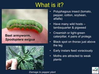 What is it?
                              • Polyphagous insect (tomato,
                                pepper, cotton, soybean,
                                alfalfa)
                              • Have many wild hosts –
                                lambsquarter & pigweed
                              • Creamish or light-green
Beet armyworm,                  caterpillar, 4 pairs of prolegs
Spodoptera exigua
                              • Black spot on thorax just above
                                the leg
                              • Early instars feed voraciously
                              • Moths are attracted to weak
                                plants



             Damage to pepper plant
 