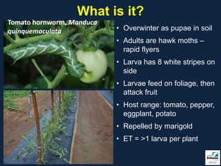 What is it?
Tomato hornworm, Manduca
quinquemaculata            • Overwinter as pupae in soil
                           • Adults are hawk moths –
                             rapid flyers
                           • Larva has 8 white stripes on
                             side
                           • Larvae feed on foliage, then
                             attack fruit
                           • Host range: tomato, pepper,
                             eggplant, potato
                           • Repelled by marigold
                           • ET = >1 larva per plant
 