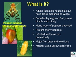 What is it?
                      • Adults resemble house flies but
                        have black markings on wings
                      • Females lay eggs on fruit, cause
                        dimple and rotting
Pepper maggot,
Zonosemata electa     • Many types of peppers attacked
                      • Prefers cherry peppers
                      • Infested fruit turns red
                        prematurely
                      • Major fruit drop and yield loss
                      • Monitor using yellow sticky trap
 