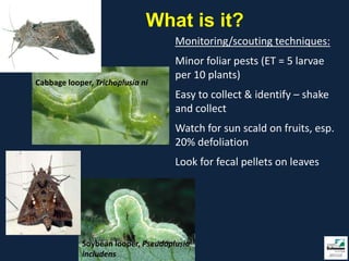 What is it?
                                    Monitoring/scouting techniques:
                                    Minor foliar pests (ET = 5 larvae
                                    per 10 plants)
Cabbage looper, Trichoplusia ni
                                    Easy to collect & identify – shake
                                    and collect
                                    Watch for sun scald on fruits, esp.
                                    20% defoliation
                                    Look for fecal pellets on leaves




            Soybean looper, Pseudoplusia
            includens
 