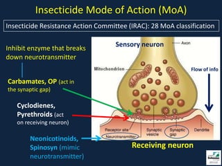 Insecticide Mode of Action (MoA)
Insecticide Resistance Action Committee (IRAC): 28 MoA classification

                                    Sensory neuron
Inhibit enzyme that breaks
down neurotransmitter
                                                             Flow of info

Carbamates, OP (act in
the synaptic gap)

   Cyclodienes,
   Pyrethroids (act
   on receiving neuron)

        Neonicotinoids,
        Spinosyn (mimic                  Receiving neuron
        neurotransmitter)
 