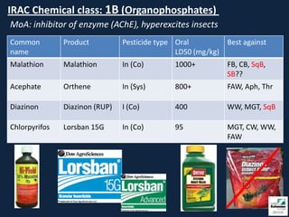 IRAC Chemical class: 1B (Organophosphates)
MoA: inhibitor of enzyme (AChE), hyperexcites insects
Common         Product          Pesticide type Oral         Best against
name                                           LD50 (mg/kg)
Malathion      Malathion        In (Co)       1000+          FB, CB, SqB,
                                                             SB??
Acephate       Orthene          In (Sys)      800+           FAW, Aph, Thr

Diazinon       Diazinon (RUP)   I (Co)        400            WW, MGT, SqB

Chlorpyrifos   Lorsban 15G      In (Co)       95             MGT, CW, WW,
                                                             FAW
 