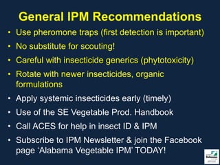 General IPM Recommendations
• Use pheromone traps (first detection is important)
• No substitute for scouting!
• Careful with insecticide generics (phytotoxicity)
• Rotate with newer insecticides, organic
  formulations
• Apply systemic insecticides early (timely)
• Use of the SE Vegetable Prod. Handbook
• Call ACES for help in insect ID & IPM
• Subscribe to IPM Newsletter & join the Facebook
  page ‘Alabama Vegetable IPM’ TODAY!
 