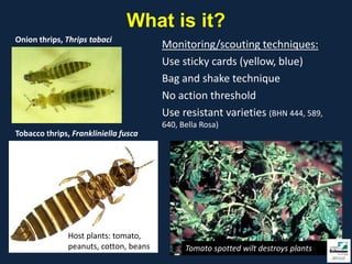 What is it?
Onion thrips, Thrips tabaci
                                        Monitoring/scouting techniques:
                                        Use sticky cards (yellow, blue)
                                        Bag and shake technique
                                        No action threshold
                                        Use resistant varieties (BHN 444, 589,
                                        640, Bella Rosa)
Tobacco thrips, Frankliniella fusca




               Host plants: tomato,
               peanuts, cotton, beans         Tomato spotted wilt destroys plants
 