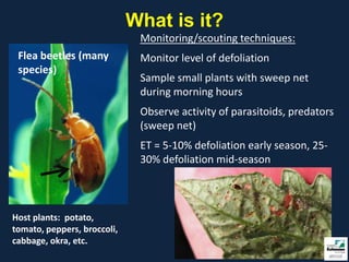 What is it?
                              Monitoring/scouting techniques:
 Flea beetles (many           Monitor level of defoliation
 species)
                              Sample small plants with sweep net
                              during morning hours
                              Observe activity of parasitoids, predators
                              (sweep net)
                              ET = 5-10% defoliation early season, 25-
                              30% defoliation mid-season



Host plants: potato,
tomato, peppers, broccoli,
cabbage, okra, etc.
 