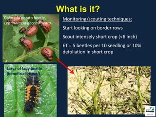 What is it?
Colorado potato beetle,      Monitoring/scouting techniques:
Leptinotarsa decemlineata
                             Start looking on border rows
                             Scout intensely short crop (<6 inch)
                             ET = 5 beetles per 10 seedling or 10%
                             defoliation in short crop


 Larva of lady beetle
 (beneficial insect!)
 