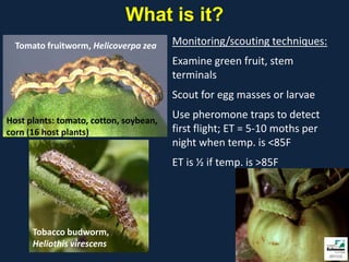 What is it?
  Tomato fruitworm, Helicoverpa zea     Monitoring/scouting techniques:
                                        Examine green fruit, stem
                                        terminals
                                        Scout for egg masses or larvae

Host plants: tomato, cotton, soybean,
                                        Use pheromone traps to detect
corn (16 host plants)                   first flight; ET = 5-10 moths per
                                        night when temp. is <85F
                                        ET is ½ if temp. is >85F




      Tobacco budworm,
      Heliothis virescens
 