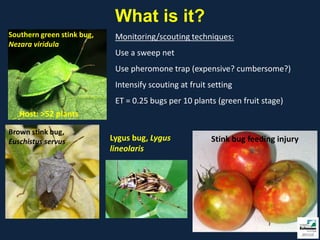 What is it?
Southern green stink bug,    Monitoring/scouting techniques:
Nezara viridula
                             Use a sweep net
                             Use pheromone trap (expensive? cumbersome?)
                             Intensify scouting at fruit setting
                             ET = 0.25 bugs per 10 plants (green fruit stage)
   Host: >52 plants
Brown stink bug,
Euschistus servus           Lygus bug, Lygus             Stink bug feeding injury
                            lineolaris
 