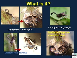 What is it?



                             Leptoglossus gonagra
  Leptoglossus phyllopus
                             Leaffooted bugs can
                             cause fruit drop




Leptoglossus zonatus
 