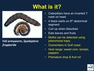 What is it?
                            • Caterpillars have an inverted Y
                              mark on head
                            • 4 black warts on 8th abdominal
                              segment
                            • Curl up when disturbed
                            • Eats leaves and fruits
                            • Moths can be detected using
Fall armyworm, Spodoptera     pheromone traps
frugiperda                  • Overwinters in Gulf coast
                            • Host range: sweet corn, tomato,
                              peppers
                            • Premature drop & fruit rot
 