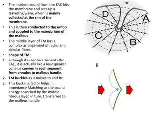 • The incident sound from the EAC hits
the membrane and sets up a
travelling wave, which is mainly
collected at the rim of the
membrane.
• This is then conducted to the umbo
and coupled to the manubrium of
the malleus
• The middle layer of TM has a
complex arrangement of radial and
circular fibres
• Shape of TM:
1. although it is concave towards the
EAC, it is actually like a loudspeaker
cone i.e convex in each segment
from annulus to malleus handle.
2. TM buckles as it moves to and fro
3. This buckling factor helps in
Impedance Matching as the sound
energy absorbed by the middle
fibrous layer, in turn, transferred to
the malleus handle
 