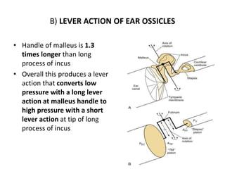 B) LEVER ACTION OF EAR OSSICLES
• Handle of malleus is 1.3
times longer than long
process of incus
• Overall this produces a lever
action that converts low
pressure with a long lever
action at malleus handle to
high pressure with a short
lever action at tip of long
process of incus
 