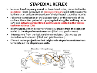 STAPEDIAL REFLEX
• Intense, low-frequency sound, or broadband noise, presented to the
ipsilateral (black pathways) or contralateral ears (gold pathways) or to
both ears can activate contraction of the ipsilateral stapedius muscle.
• Following transduction of the auditory signal by the hair cells of the
cochlea, the action potential is propagated along the auditory nerve
(AN) and activates unidentified interneurons located in the ventral
cochlear nucleus (CN).
• Interneurons, either directly or indirectly, project from the cochlear
nuclei to the stapedius motoneurons (black and gold arrows).
• Interneurons from the ipsilateral or contralateral CN synapse on
stapedius motoneurons (black and gold terminals).
• Efferent motor projections that originate in stapedius motoneurons
terminate on the stapedius muscle.
 