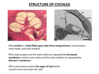 STRUCTURE OF COCHLEA
The cochlea is a fluid-filled space with three compartments: scala tympani,
scala media, and scala vestibuli
The scala tympani and the scala media are separated by the basilar
membrane, and the scala media and the scala vestibuli are separated by
Reissner's membrane.
The scala media contains the organ of Corti which
contains inner and outer hair cells
 