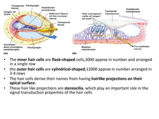 • The inner hair cells are flask-shaped cells,3000 approx in number and arranged
in a single row
• the outer hair cells are cylindrical-shaped,12000 approx in number arranged in
3-4 rows
• The hair cells derive their names from having hairlike projections on their
apical surface.
• These hair like projections are stereocilia, which play an important role in the
signal transduction properties of the hair cells
 