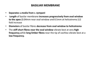 BASILIAR MEMBRANE
• Separates s.media from s .tympani
• Length of basilar membrane increases progressively from oval window
to the apex (0.04mm near oval window and 0.5mm at helicotrema )12
fold increase
• Diameters of basilar fibres decrease from oval window to helicotrema
• The stiff short fibres near the oval window vibrate best at very high
frequency,while long limber fibres near the tip of cochlea vibrate best at a
low frequency.
 