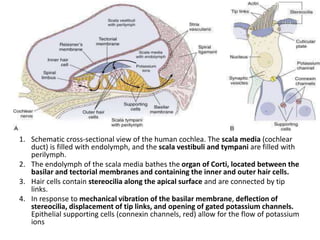 1. Schematic cross-sectional view of the human cochlea. The scala media (cochlear
duct) is filled with endolymph, and the scala vestibuli and tympani are filled with
perilymph.
2. The endolymph of the scala media bathes the organ of Corti, located between the
basilar and tectorial membranes and containing the inner and outer hair cells.
3. Hair cells contain stereocilia along the apical surface and are connected by tip
links.
4. In response to mechanical vibration of the basilar membrane, deflection of
stereocilia, displacement of tip links, and opening of gated potassium channels.
Epithelial supporting cells (connexin channels, red) allow for the flow of potassium
ions
 