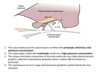 1. The scala vestibuli and the scala tympani are filled with perilymph, which has a low
potassium concentration.
2. The scala media is filled with endolymph, which has a high potassium concentration.
3. The unique electrolyte composition of the scala media sets up a large electrochemical
gradient, called the endocochlear potential, which is about +80 mV relative to
perilymph.
4. The maintenance of such a large electrochemical gradient is performed by the stria
vascularis
 