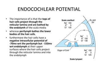 ENDOCOCHLEAR POTENTIAL
• The importance of is that the tops of
hair cells project through the
reticular lamina and are bathed by
the endolymh of the scala media
• whereas perilymph bathes the lower
bodies of the hair cells.
• furthermore the hair cells have a
negative intracellular potential of
-70mv wrt the perilymph but -150mv
wrt endolymph at their upper
surfaces where the hair cells project
through the reticular lamina and into
the endolymph
 