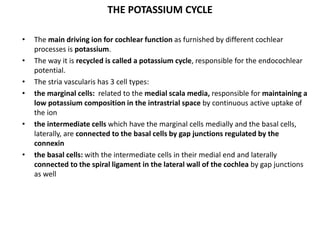 THE POTASSIUM CYCLE
• The main driving ion for cochlear function as furnished by different cochlear
processes is potassium.
• The way it is recycled is called a potassium cycle, responsible for the endocochlear
potential.
• The stria vascularis has 3 cell types:
• the marginal cells: related to the medial scala media, responsible for maintaining a
low potassium composition in the intrastrial space by continuous active uptake of
the ion
• the intermediate cells which have the marginal cells medially and the basal cells,
laterally, are connected to the basal cells by gap junctions regulated by the
connexin
• the basal cells: with the intermediate cells in their medial end and laterally
connected to the spiral ligament in the lateral wall of the cochlea by gap junctions
as well
 