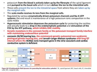 • potassium from the blood is actively taken up by the fibrocyte of the spiral ligament
and pumped to the basal cells which in turn deliver the ion to the interstitial cells
• These cells present the ion to the intrastrial space from where they are taken up by
the marginal cells.
• The scala media receives its ions from the marginal cells.
• Regulated by various enzymatically driven potassium channels and Na–K ATP
systems; the end result is maintenance of a high potassium ionic composition in the
scala media
• Hyperacoustic stimulation depresses the potassium cycle for protecting the cochlea
and actually leads to a drop in the endolymphatic potential and stimulation of the
P2X by the ATP pathway, which inhibits OHC motility
• Genetic mutations in the connexin family or the potassium transport family interfere
with maintaining endocochlear potential
• connexin 26/30 hearing loss, the commonest genetic autosomal non-syndromic
prelingual genetic hearing loss, and Jervall–Lange–Nielsen syndrome with long QT
interval where the KCNQ1 ionic transport gene in the stria vascularis and cardiac
conductive system is deficient
 