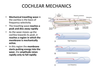 COCHLEAR MECHANICS
• Mechanical travelling wave in
the cochlea is the basis of
frequency selectivity
• The travelling wave reaches a
peak and dies away rapidly
• As the wave moves up the
cochlea towards its peak ,it
reaches a region in which the
membrane is mechanically
active.
• In this region the membrane
starts putting energy into the
wave .the amplitude raises
rapidly only to fall rapidly
 