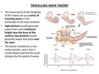 TRAVELLING WAVE THEORY
• The movements of the footplate
of the stapes set up a series of
traveling waves in the
perilymph of the scala vestibuli
• High-pitched sounds generate
waves that reach maximum
height near the base of the
cochlea; low pitched sounds
generate waves that peak near
the apex
• The basilar membrane is not
under tension, and it also is
readily depressed into the scala
tympani by the peaks of waves
 