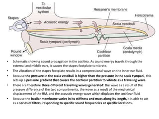 • Schematic showing sound propagation in the cochlea. As sound energy travels through the
external and middle ears, it causes the stapes footplate to vibrate.
• The vibration of the stapes footplate results in a compressional wave on the inner ear fluid.
• Because the pressure in the scala vestibuli is higher than the pressure in the scala tympani, this
sets up a pressure gradient that causes the cochlear partition to vibrate as a traveling wave.
• There are therefore three different travelling waves generated: the wave as a result of the
pressure difference of the two compartments, the wave as a result of the mechanical
displacement of the BM, and the acoustic energy wave which displaces the cochlear fluid
• Because the basilar membrane varies in its stiffness and mass along its length, it is able to act
as a series of filters, responding to specific sound frequencies at specific locations.
 