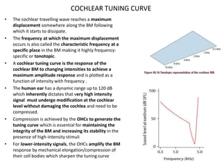 COCHLEAR TUNING CURVE
• The cochlear travelling wave reaches a maximum
displacement somewhere along the BM following
which it starts to dissipate.
• The frequency at which the maximum displacement
occurs is also called the characteristic frequency at a
specific place in the BM making it highly frequency-
specific or tonotopic.
• A cochlear tuning curve is the response of the
cochlear BM to changing intensities to achieve a
maximum amplitude response and is plotted as a
function of intensity with frequency .
• The human ear has a dynamic range up to 120 dB
which inherently dictates that very high intensity
signal must undergo modification at the cochlear
level without damaging the cochlea and need to be
compressed.
• Compression is achieved by the OHCs to generate the
tuning curve which is essential for maintaining the
integrity of the BM and increasing its stability in the
presence of high-intensity stimuli
• For lower-intensity signals, the OHCs amplify the BM
response by mechanical elongation/compression of
their cell bodies which sharpen the tuning curve
 