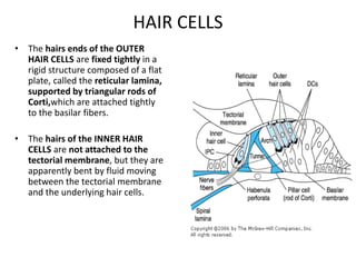 HAIR CELLS
• The hairs ends of the OUTER
HAIR CELLS are fixed tightly in a
rigid structure composed of a flat
plate, called the reticular lamina,
supported by triangular rods of
Corti,which are attached tightly
to the basilar fibers.
• The hairs of the INNER HAIR
CELLS are not attached to the
tectorial membrane, but they are
apparently bent by fluid moving
between the tectorial membrane
and the underlying hair cells.
 