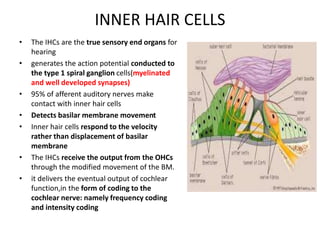 INNER HAIR CELLS
• The IHCs are the true sensory end organs for
hearing
• generates the action potential conducted to
the type 1 spiral ganglion cells(myelinated
and well developed synapses)
• 95% of afferent auditory nerves make
contact with inner hair cells
• Detects basilar membrane movement
• Inner hair cells respond to the velocity
rather than displacement of basilar
membrane
• The IHCs receive the output from the OHCs
through the modified movement of the BM.
• it delivers the eventual output of cochlear
function,in the form of coding to the
cochlear nerve: namely frequency coding
and intensity coding
 