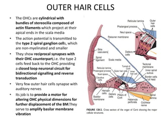 OUTER HAIR CELLS
• The OHCs are cylindrical with
bundles of stereocilia composed of
actin filaments which project at their
apical ends in the scala media
• The action potential is transmitted to
the type 2 spiral ganglion cells, which
are non-myelinated and smaller
• They show reciprocal synapses with
their OHC counterpart,i.e. the type 2
cells feed back to the OHC providing
a closed loop neuronal circuit for
bidirectional signalling and reverse
transduction
• Very few outer hair cells synapse with
auditory nerves
• Its job is to provide a motor for
altering OHC physical dimensions for
further displacement of the BM.They
serve to amplify basilar membrane
vibration
 