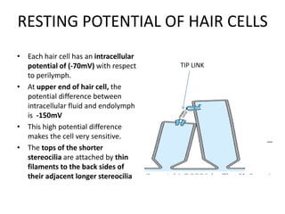 RESTING POTENTIAL OF HAIR CELLS
• Each hair cell has an intracellular
potential of (-70mV) with respect
to perilymph.
• At upper end of hair cell, the
potential difference between
intracellular fluid and endolymph
is -150mV
• This high potential difference
makes the cell very sensitive.
• The tops of the shorter
stereocilia are attached by thin
filaments to the back sides of
their adjacent longer stereocilia
TIP LINK
 