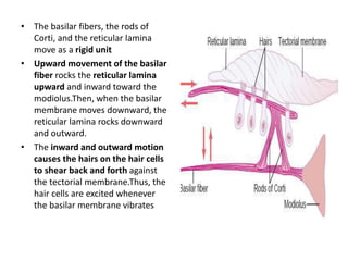 • The basilar fibers, the rods of
Corti, and the reticular lamina
move as a rigid unit
• Upward movement of the basilar
fiber rocks the reticular lamina
upward and inward toward the
modiolus.Then, when the basilar
membrane moves downward, the
reticular lamina rocks downward
and outward.
• The inward and outward motion
causes the hairs on the hair cells
to shear back and forth against
the tectorial membrane.Thus, the
hair cells are excited whenever
the basilar membrane vibrates
 